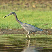 Little Blue Heron