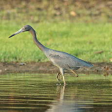 Aigrette bleue