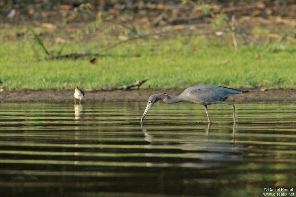 Little Blue Heronadult, identification, Behaviour