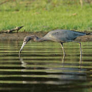 Aigrette bleue