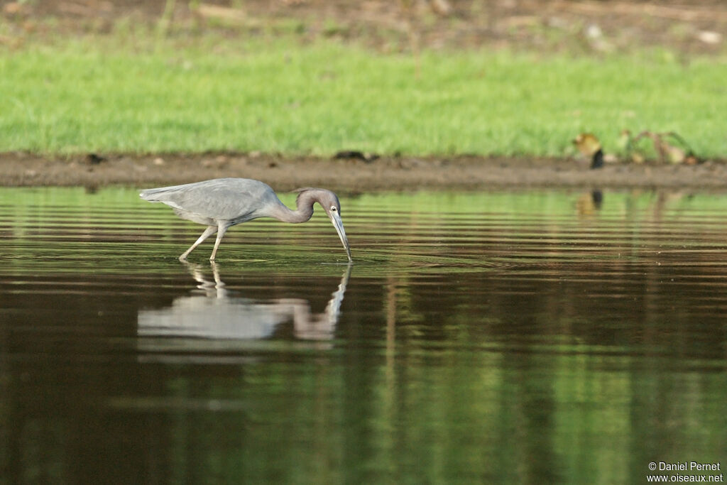 Little Blue Heronadult, identification, Behaviour