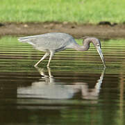 Little Blue Heron