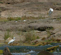 Aigrette des récifs