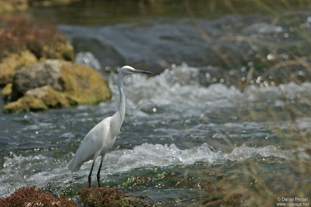 Aigrette des récifssubadulte