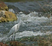 Aigrette des récifs