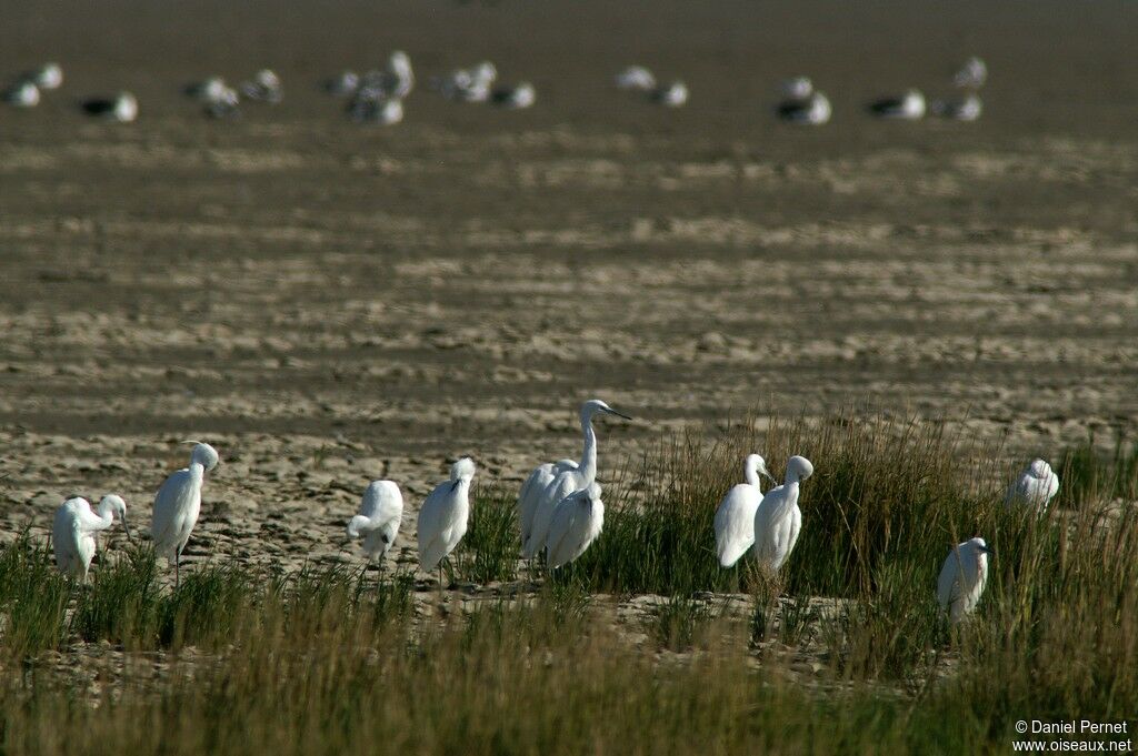 Aigrette garzetteadulte, identification, Comportement