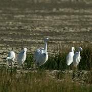 Little Egret