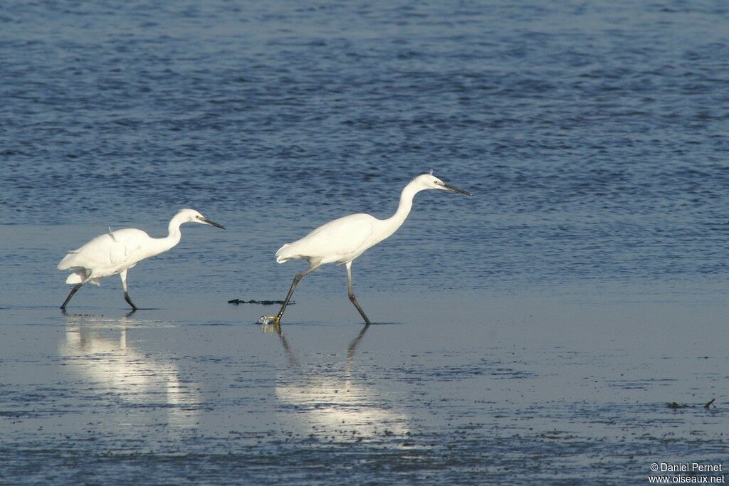 Aigrette garzetteadulte, identification, Comportement