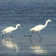 Little Egret