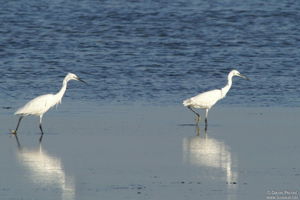 Aigrette garzetteadulte, identification, Comportement