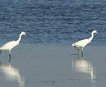 Little Egret