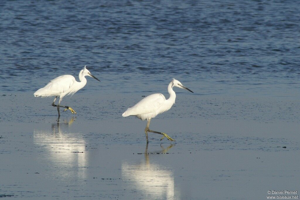 Aigrette garzetteadulte, Comportement