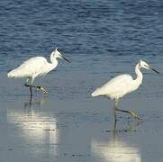 Aigrette garzette