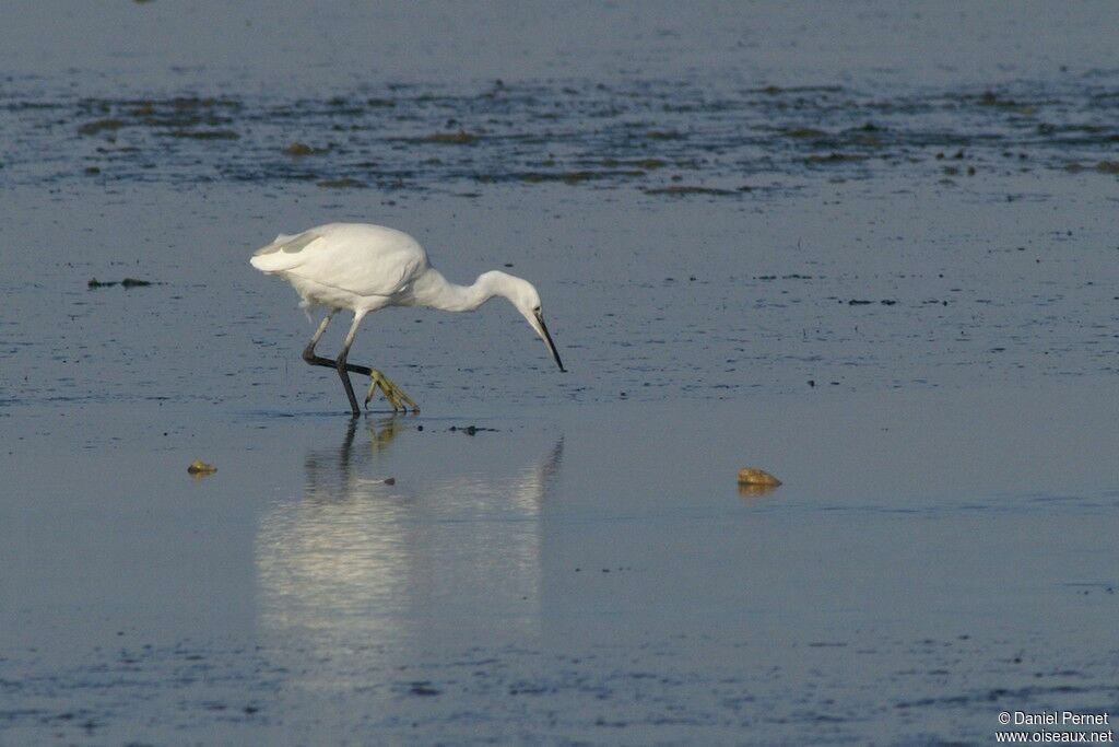 Aigrette garzetteadulte, Comportement