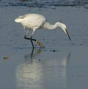 Aigrette garzette