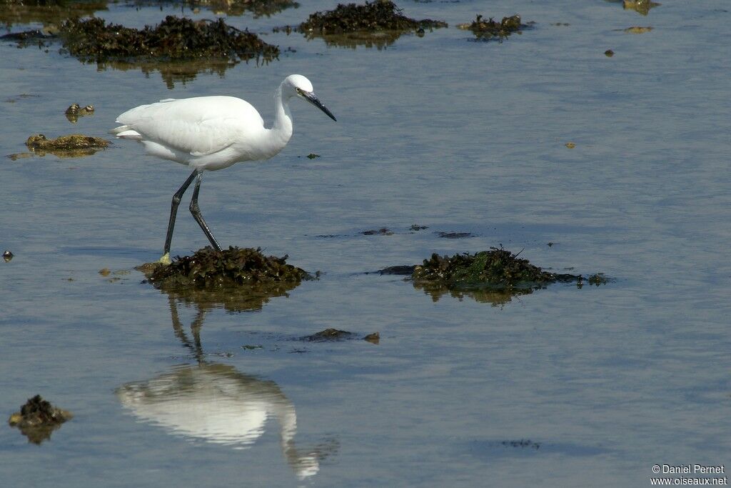 Little Egretadult, identification