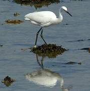 Little Egret