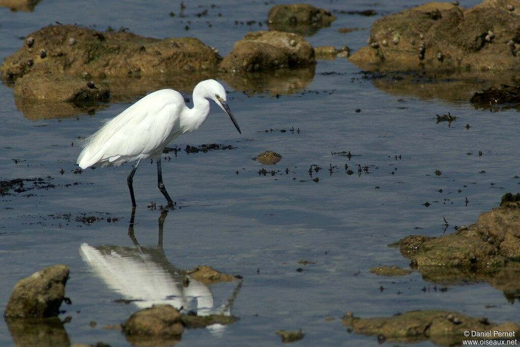 Little Egretadult, identification, Behaviour