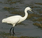 Aigrette garzette