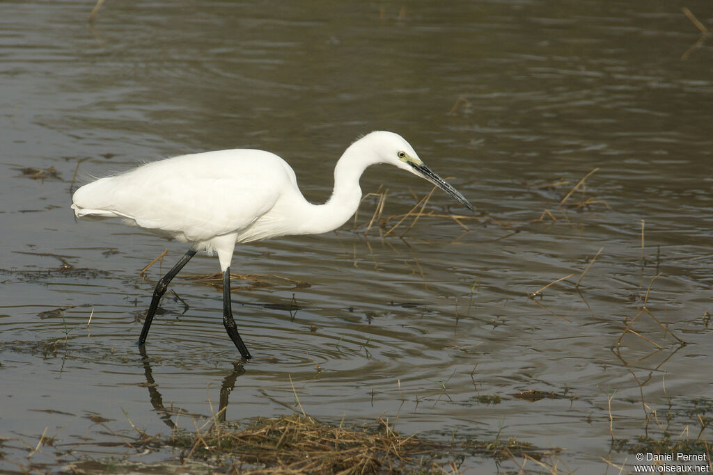 Little Egretadult, walking