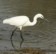 Little Egret