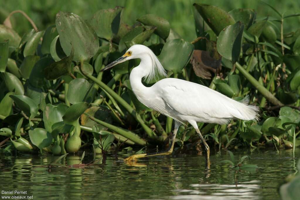 Snowy Egretadult, identification, Behaviour