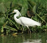 Aigrette neigeuse