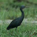 Aigrette vineuse