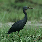 Aigrette vineuse