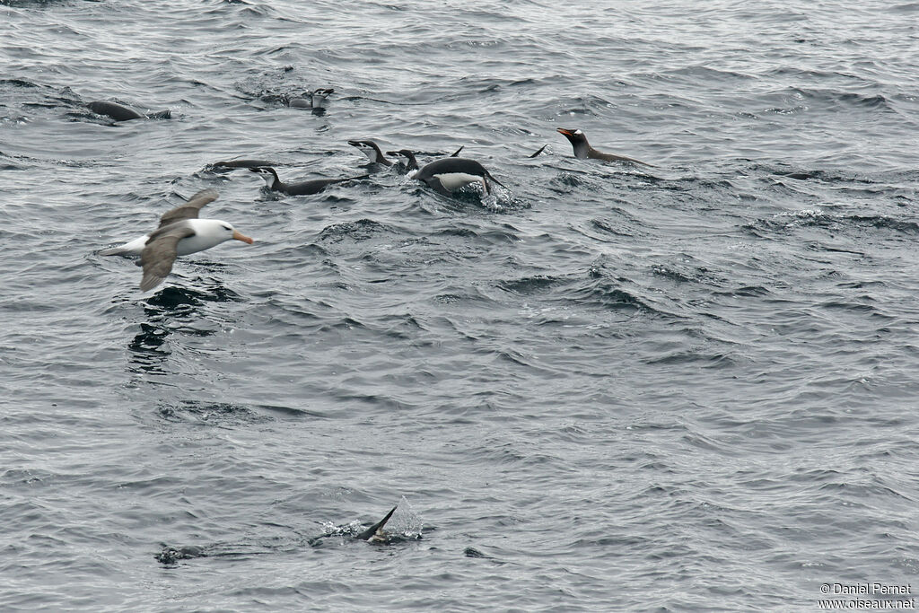 Black-browed Albatrossadult, Flight