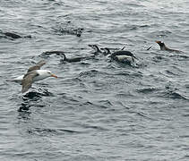 Black-browed Albatross