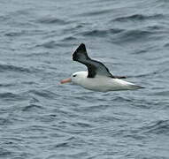 Black-browed Albatross