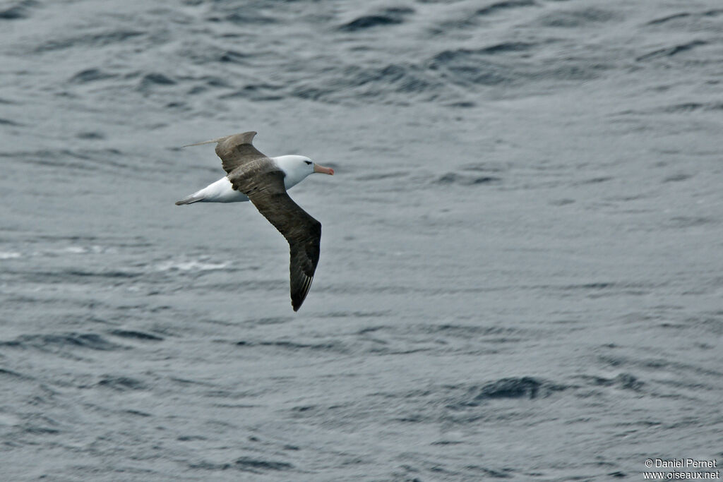 Black-browed Albatrossadult, Flight