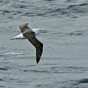 Black-browed Albatross