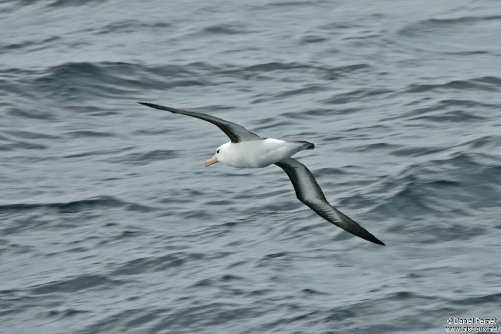 Black-browed Albatrossadult, Flight