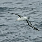 Albatros à sourcils noirs