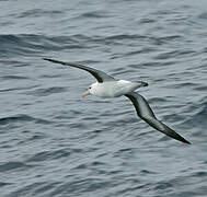 Albatros à sourcils noirs