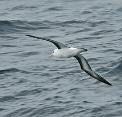 Albatros à sourcils noirs