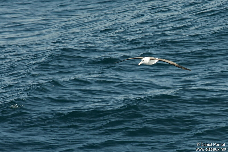 Albatros à sourcils noirsadulte, Vol