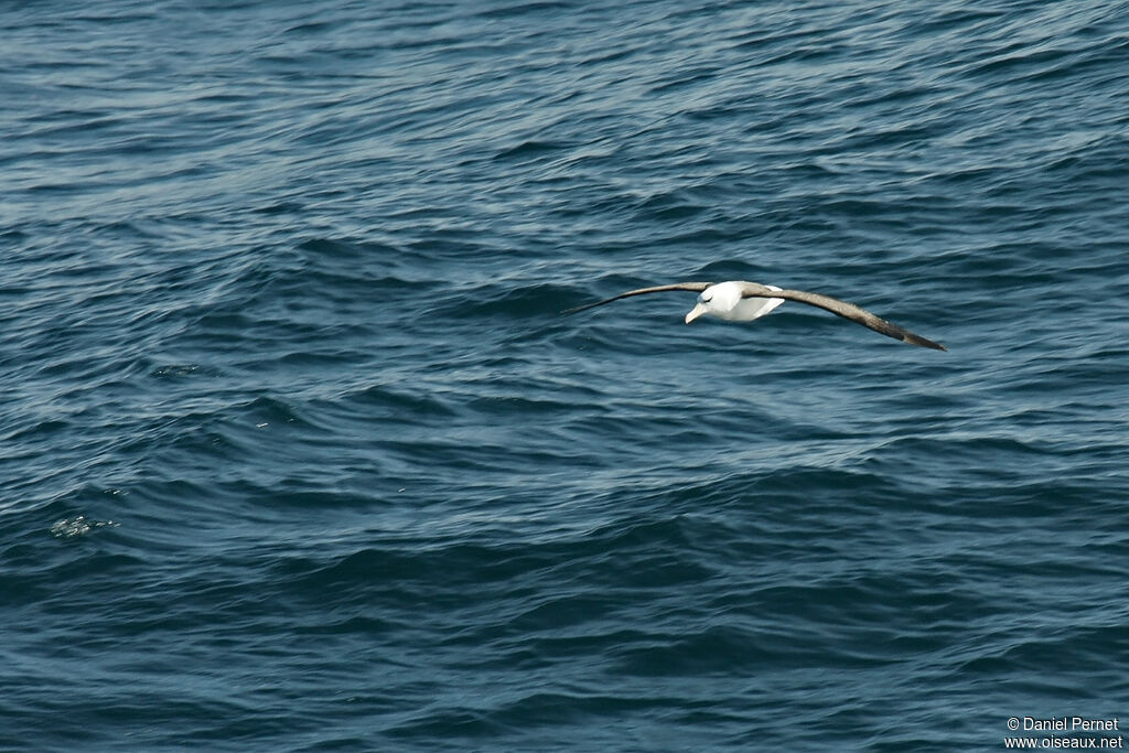 Black-browed Albatrossadult, Flight