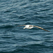 Black-browed Albatross