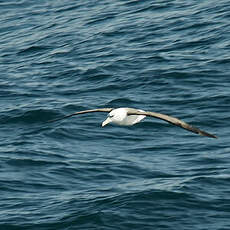 Albatros à sourcils noirs