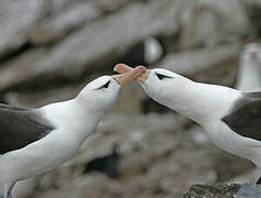 Black-browed Albatross