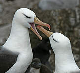 Albatros à sourcils noirs