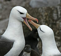 Black-browed Albatross