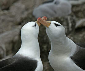 Albatros à sourcils noirs