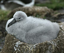 Black-browed Albatross