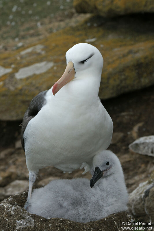 Albatros à sourcils noirs, habitat, Nidification