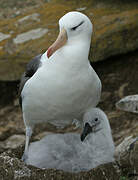 Black-browed Albatross