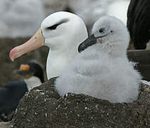 Black-browed Albatross